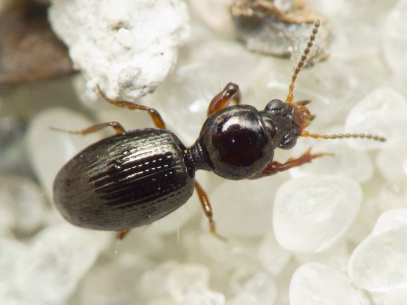Dyschirius aenea Boheman, 1849